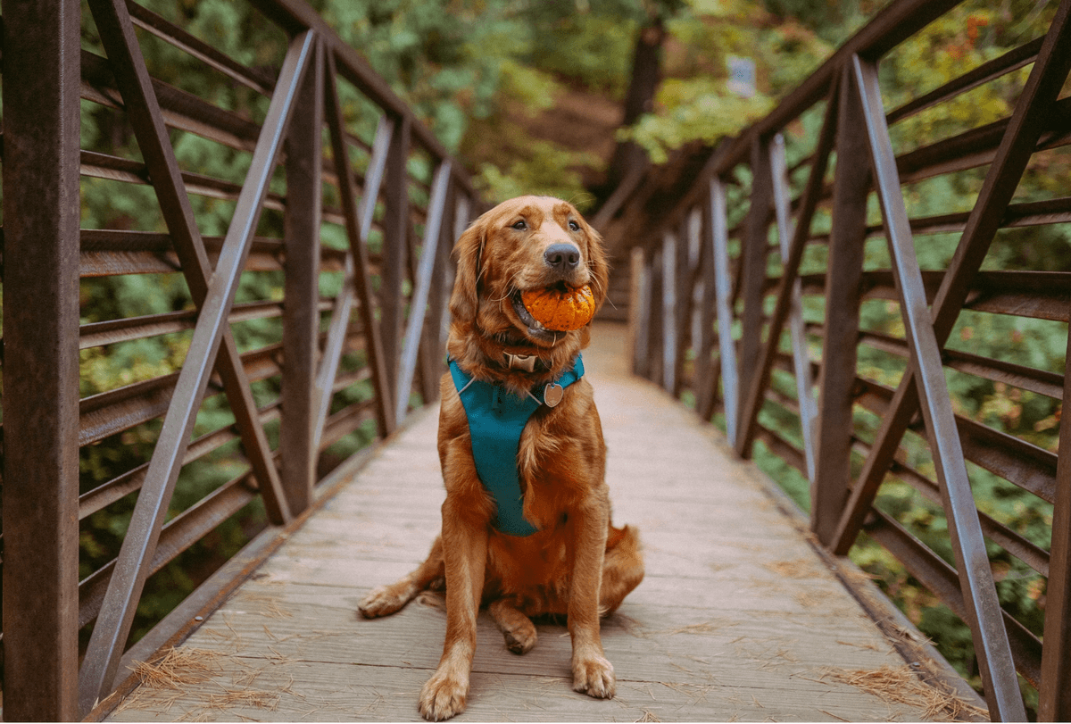 Львів'ян закликають приносити гарбузи для тварин
