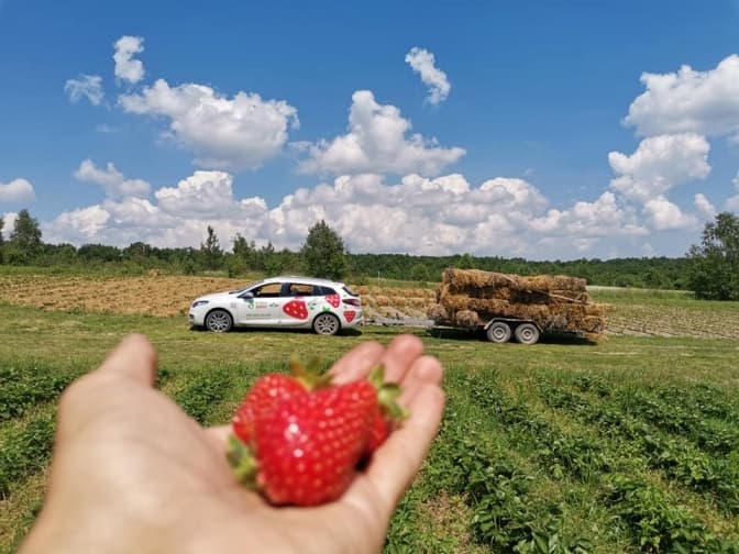 Добре, що ще метеорит не впав. Власник «ФайнаBerry» про цьогорічний врожай