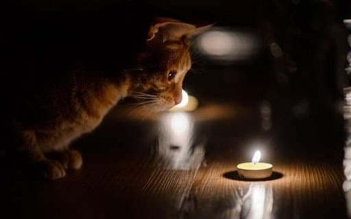 Чому у Львові більше світла, ніж у Києві, як модернізують музей Коновальця та помер Степан Гіга. Ключове за 12 грудня