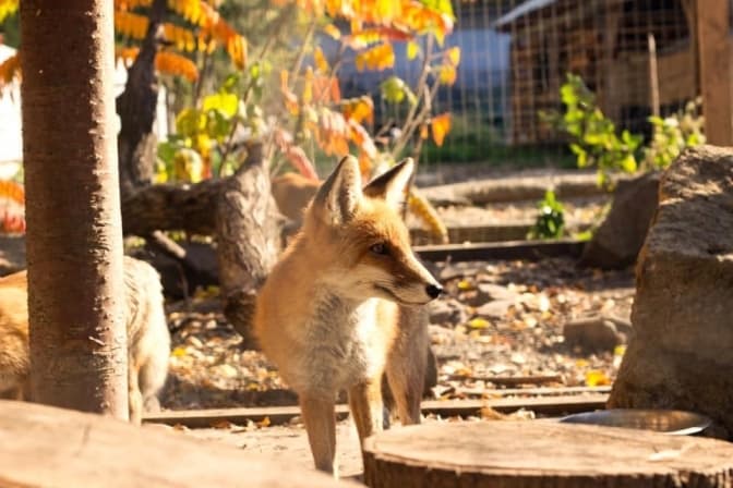 Фото: Домівка врятованих тварин