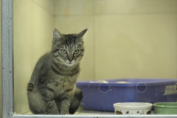 Кішкам потрібна котоняня. Львівська «Домівка врятованих тварин» шукає волонтера