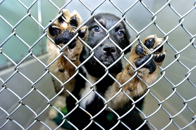 «Dog Days»: У Львові пройдуть благодійні змагання для собак