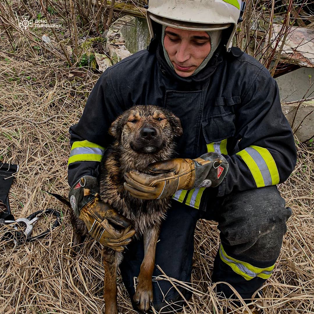 На Стрийщині рятувальники витягнули собаку з бетонного колодязя