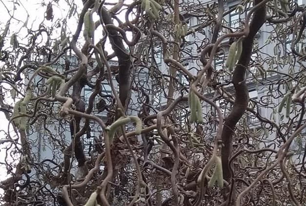 У Львові квітне калина, а ліщина випустила сережки. Що це означає. Фото