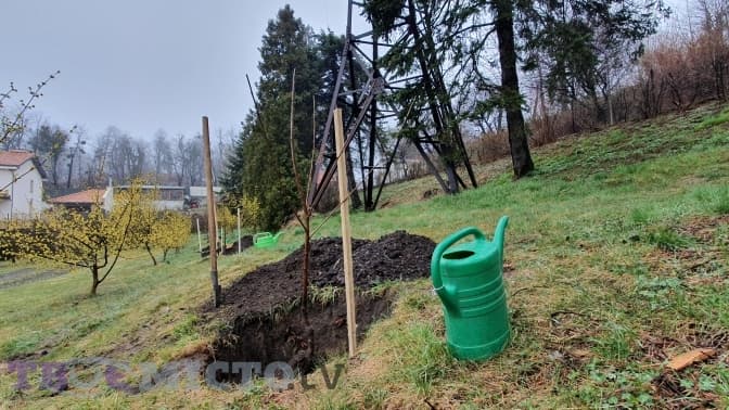 У львівському ботанічному саду висадили клепарівські черехи, які зникли у минулому столітті
