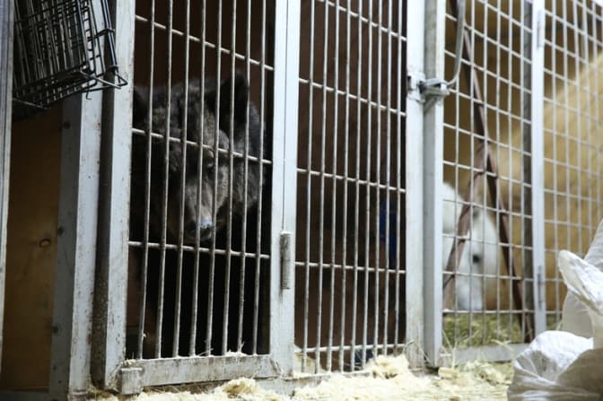 Пересувним циркам дозволили гастролювати у Львові