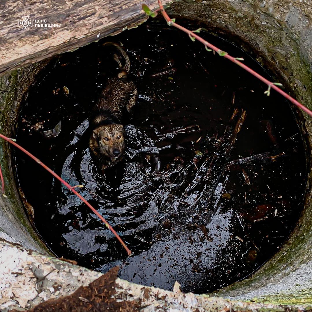 Собака впав у глибоку каналізаційну яму