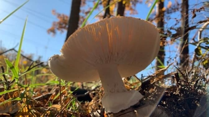 Якими грибами найчастіше отруюються на Львівщині. Пояснення медиків