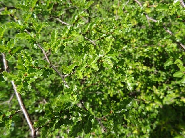 Які дерева у Львові висадили цієї весни. Інфографіка