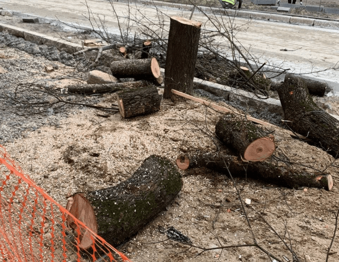 Замість зрізаних дерев на Бандери обіцяють висадити десятирічні саджанці