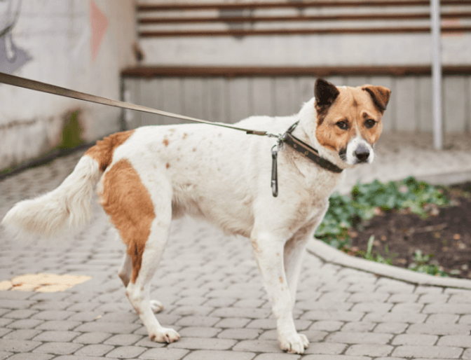 10 песиків ЛКП «Лев» хочуть знайти свій дім. Фото