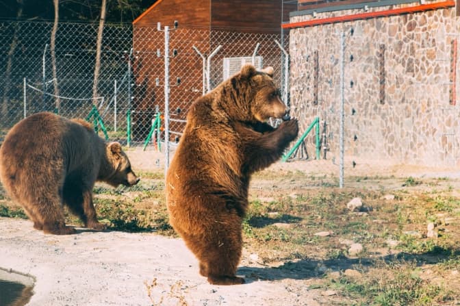 фото: сторінка ведмежого притулку "Домажир" у Facebook