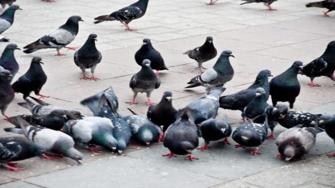 Ілюстративне фото