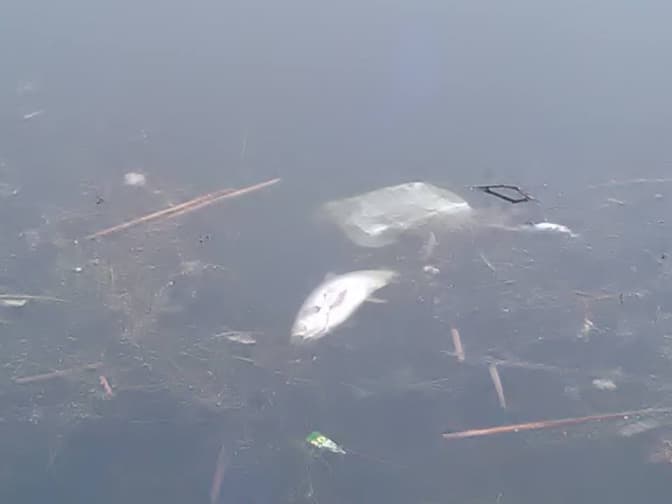 Екологи пояснили, чому у львівських водоймах гине риба. Фото