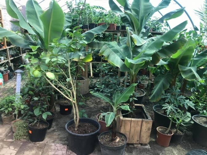 Банани, кумкват і навіть інжир. Репортаж з «Бананової ферми» біля Львова
