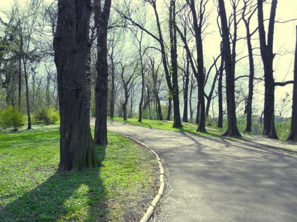 Парки Львова оброблятимуть від кліщів: мешканців просять туди не ходити