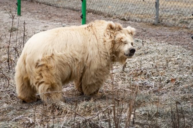 Найстарша ведмедиця притулку «Домажир» прокинулася зі сну. Відео