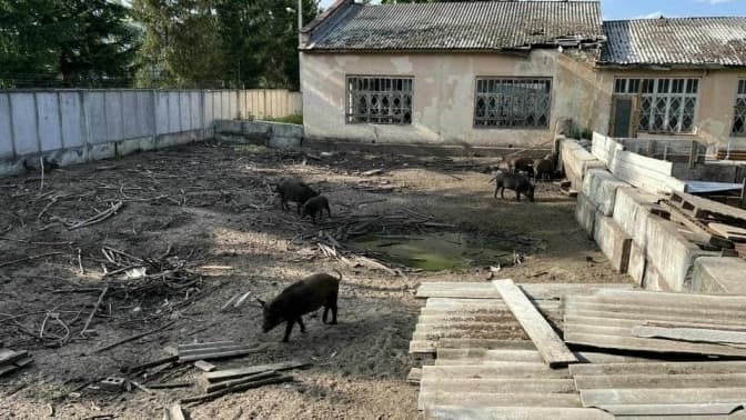 У Брюховичах мешканці скаржилися на свиноферму біля житлових будинків: яка ситуація станом на зараз