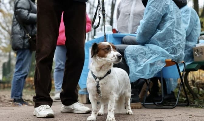 Наступного тижня у Винниках та Брюховичах вакцинуватимуть домашніх улюбленців