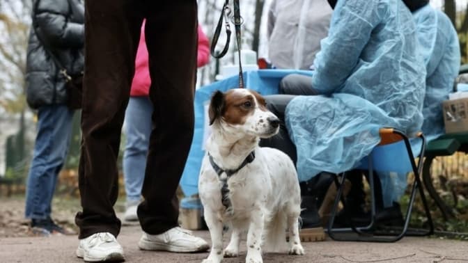 У четвер у Львові безкоштовно вакцинуватимуть собак і котів від сказу