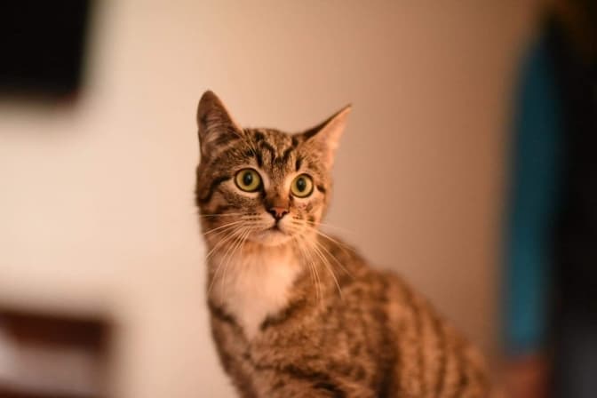 Кудлаті вихованці ЛКП «Лев» у пошуках дому. Фото