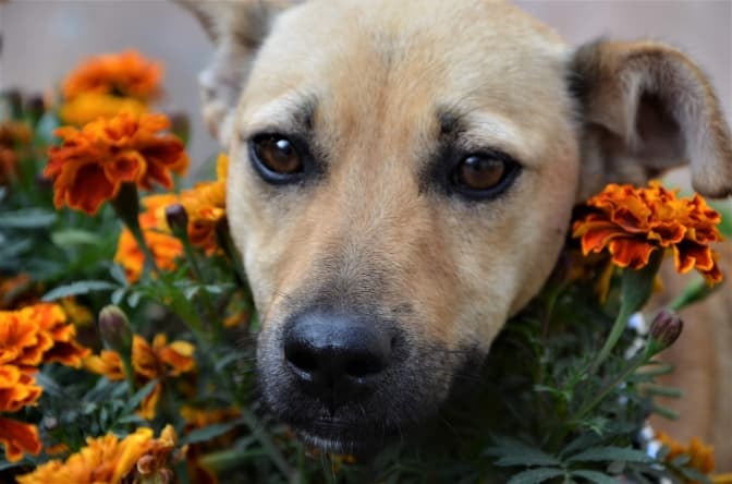 Пальма та її друзі-песики шукають нові домівки. Фото