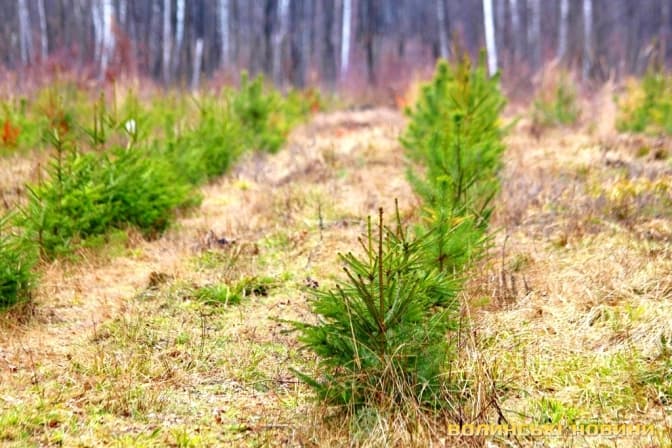 фото: volynnews.com