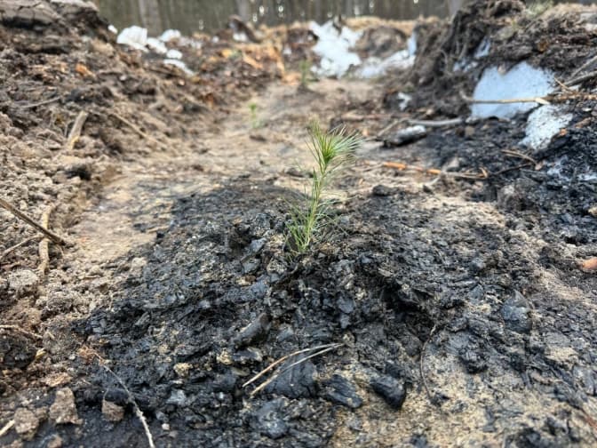 Відродження після обстрілів: у Дарницькому лісництві висадили тисячі дерев на місці ракетного удару