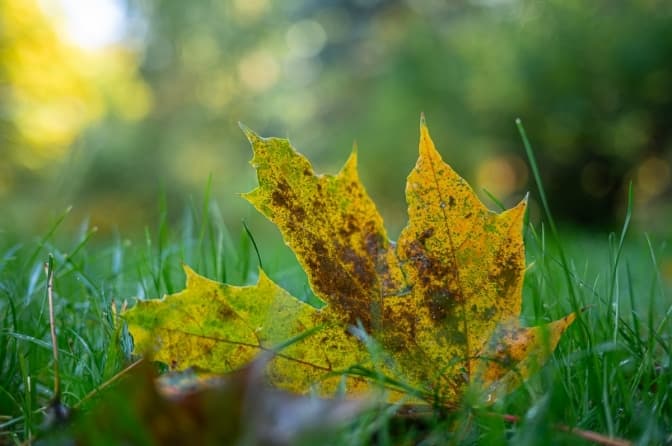 Хмарно та часом дощі. Якою буде погода на тижні у Львові