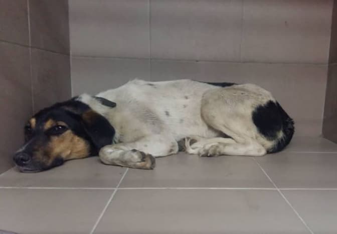 Львів’ян просять допомогти знайти зниклого песика. Фото