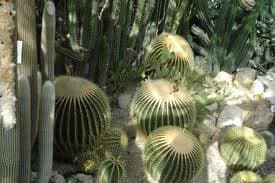 Львів’янам покажуть кактуси, яким понад 30 років