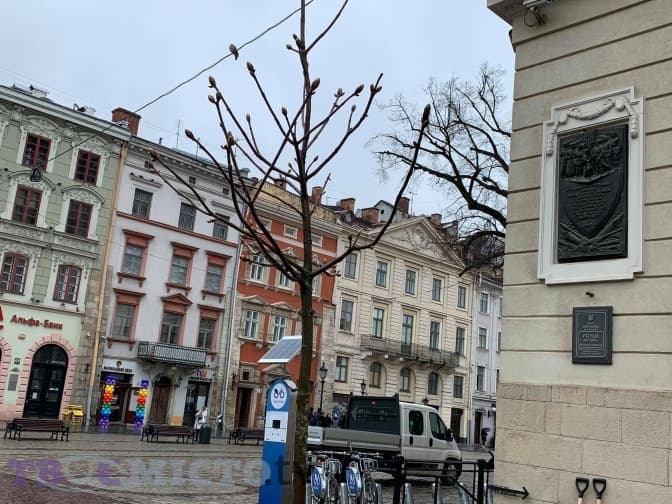 На площі Ринок біля Ратуші висадили алейний рожевоквітний каштан. Фото