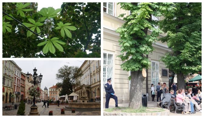 У центрі Львова з’являться нові дерева