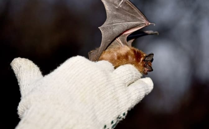 У Львові випустять врятованих кажанів. Долучитися можуть усі охочі