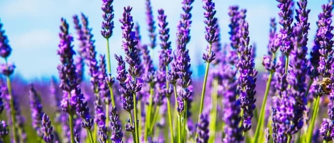 Співоче поле в Києві засадять лавандою