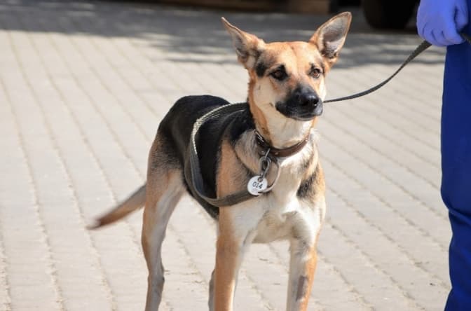 10 собак із ЛКП «Лев» шукають господарів-друзів. Фото