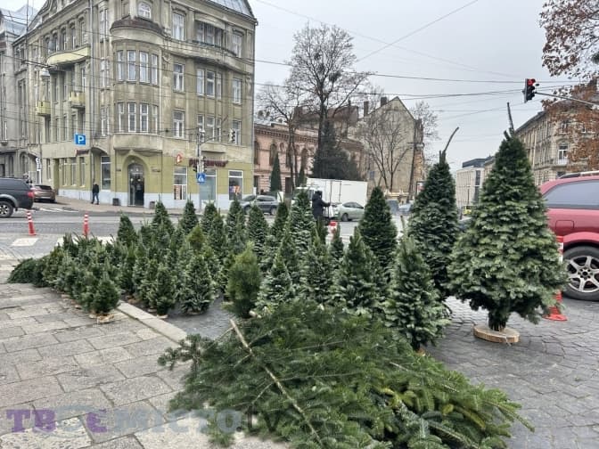 З понеділка у Львові можна буде купити різдвяну ялинку: перелік локацій