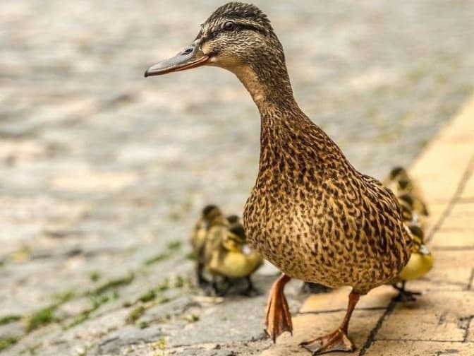 Ілюстративне фото: Instagram/kyivheart