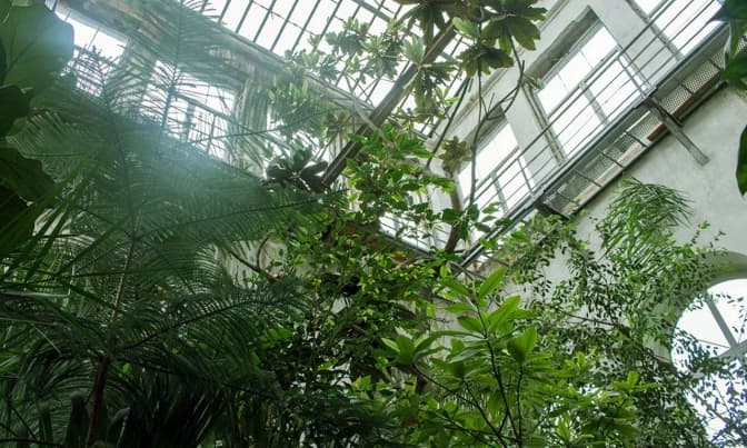 Львів'ян запрошують в ботанічний сад відпочити серед пальм і кактусів