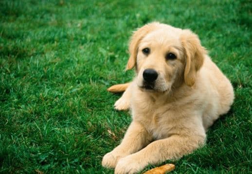 У Львові відкрили першу Комунальну Ветеринарну Клініку