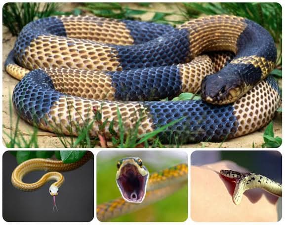 Як уберегтися від укусу змії. Вісім порад