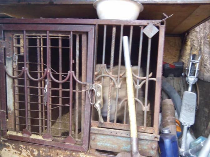 На Львівщині екологи забрали ведмедицю з пересувного цирку