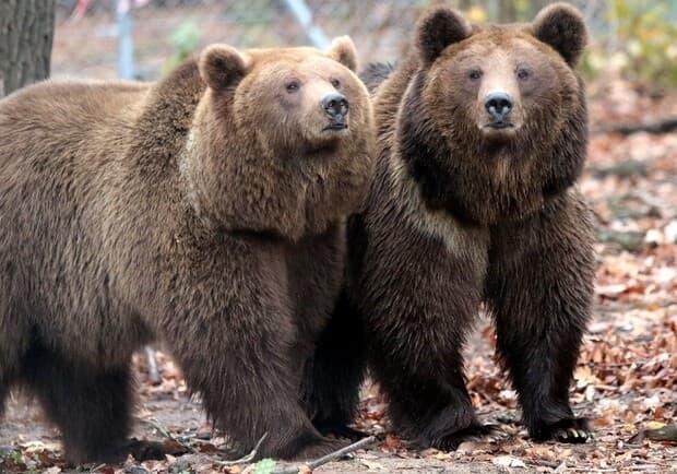 фото умовне