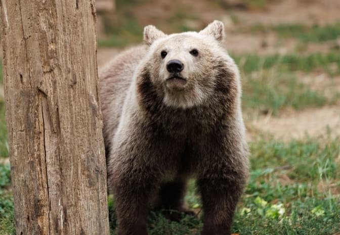 Ведмеді з притулку біля Львова прокидаються після сплячки. Коли «Домажир» відкриє свої двері
