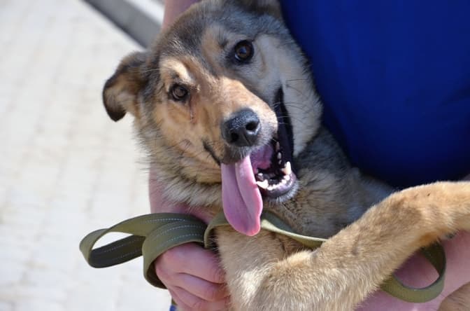 До кінця липня львів'яни можуть стерилізувати котів та собак в ЛКП «Лев» зі знижкою. Ціни