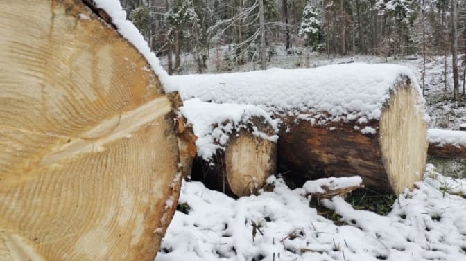 Зловмиснику, який незаконно рубав ліс на Львівщині, загрожує до семи років ув'язнення