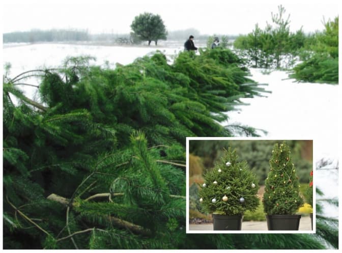 фото: businessua.com, zorka.in.ua