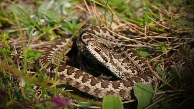 На Львівщині 7-річну дівчинку вкусила змія