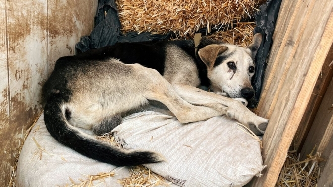 Собака, евакуйована з Херсону/Суспільне