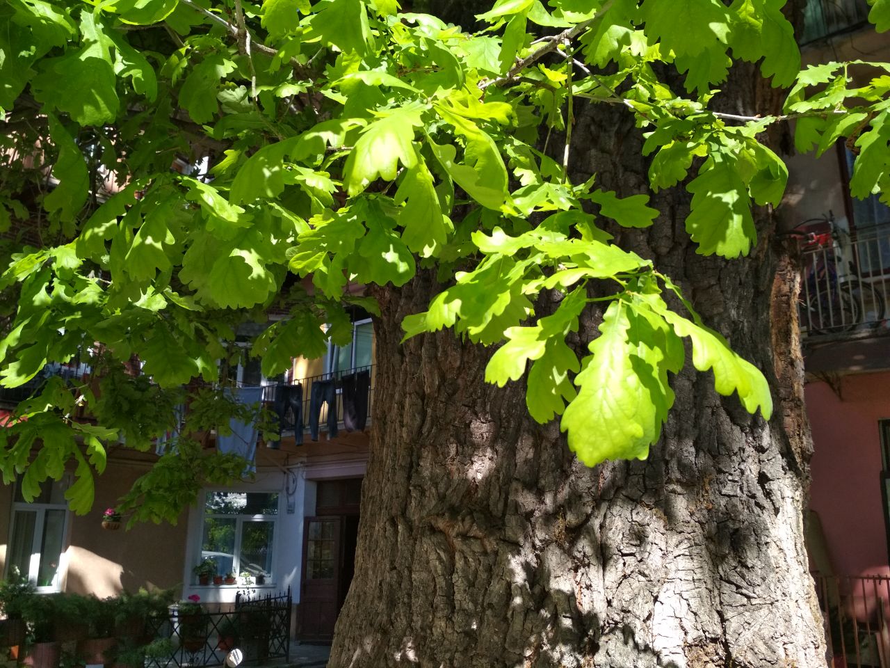Дерева Твого міста. Як між гамірних вулиць Львова тихо живе 450-літній дуб